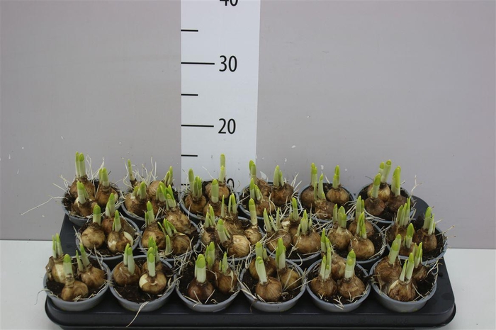 <h4>Narcis Tete A Tete</h4>