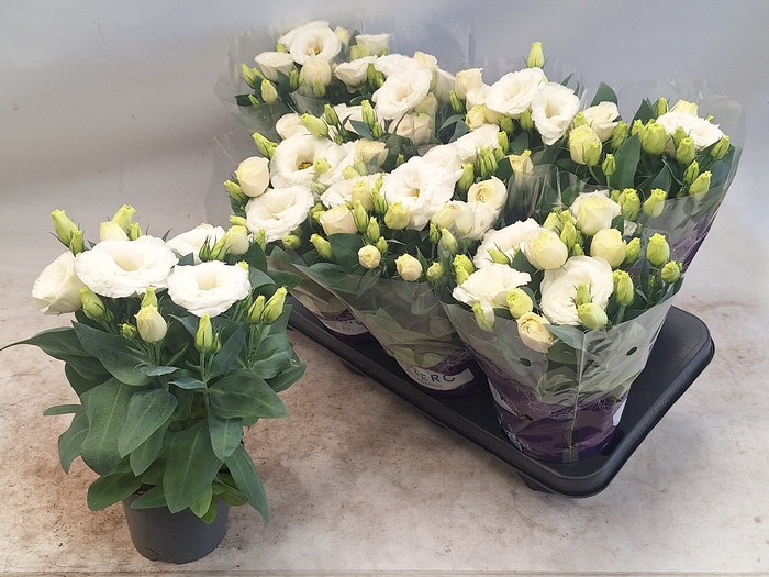 <h4>EUST JULIETTA WHITE</h4>