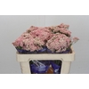 Ozothamnus Cooks Pink
