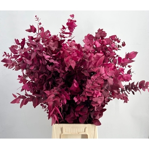 Euc. Stuart Preserved Cerise