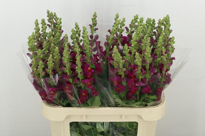 <h4>Antir antibes red</h4>