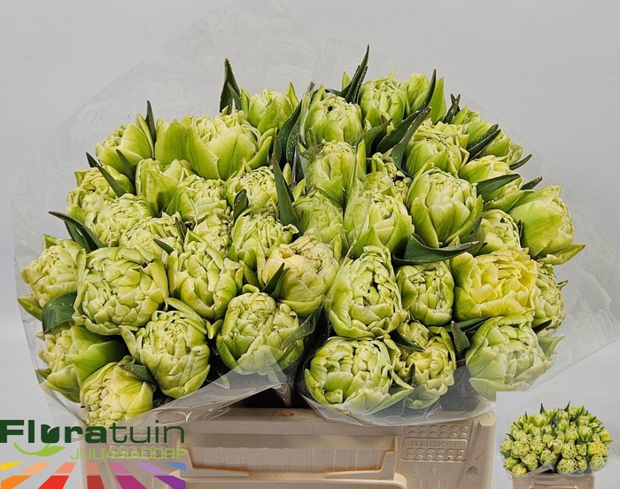 <h4>TU DU AVANT GARDE</h4>