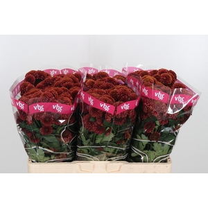 Chr San Aaa Doria Ch