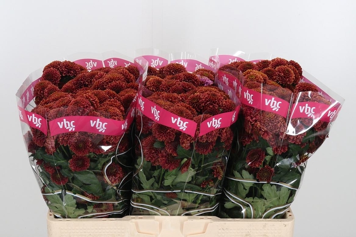 <h4>Chr San Aaa Doria Ch</h4>