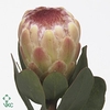 PROTEA GRANDICOLOR*