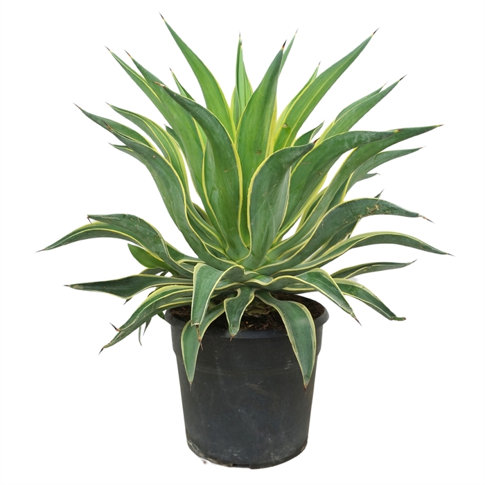 <h4>Agave   ...</h4>