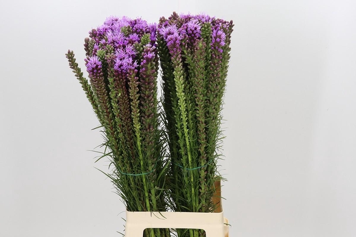 <h4>Liatris Spicata</h4>