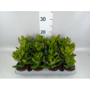 Crassula ovata