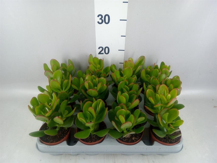 <h4>Crassula ovata</h4>