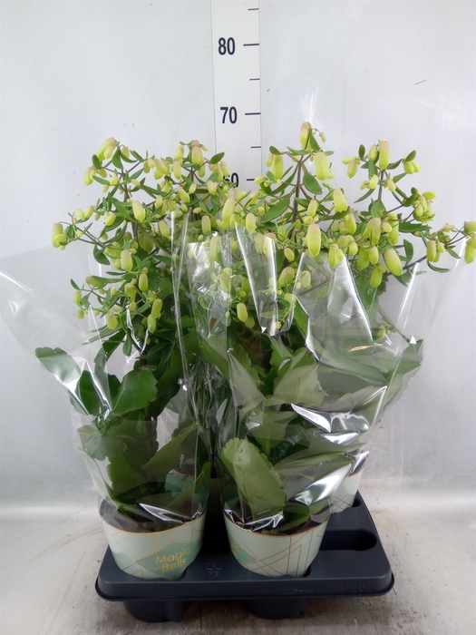 <h4>Kalanchoe  'Magic Bell'</h4>