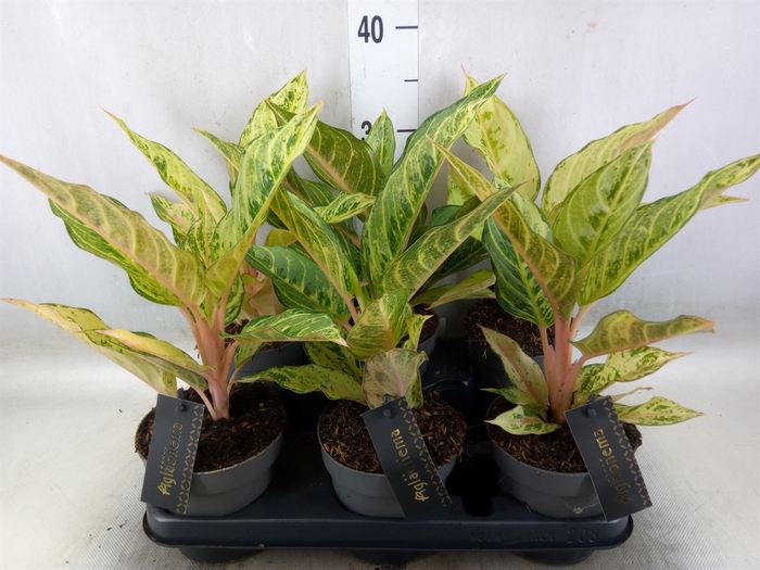 <h4>Aglaonema   ...</h4>