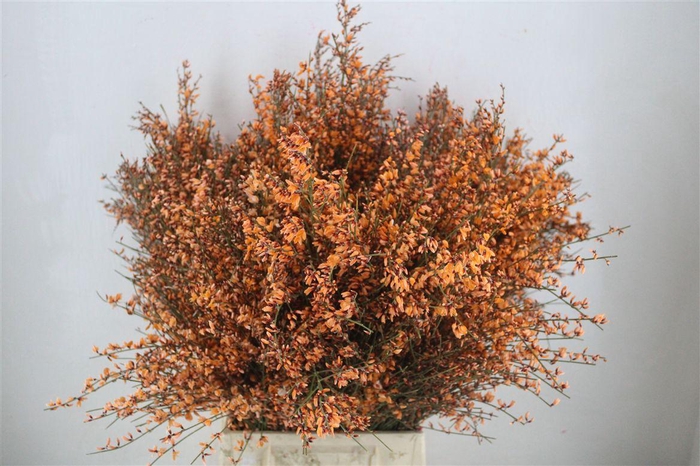 <h4>Ginster 400gr Orange P Bunch</h4>