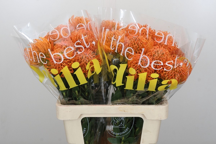 <h4>Nutans Ayoba Orange</h4>