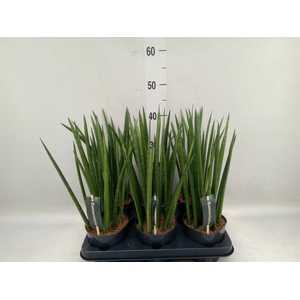 Sansevieria cyl.  ...