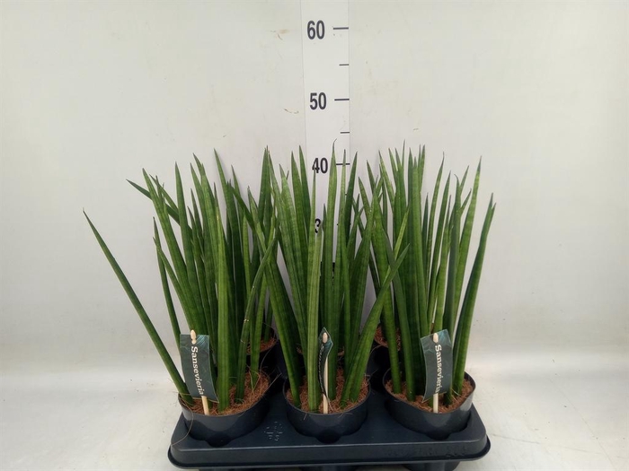 <h4>Sansevieria cyl.  ...</h4>