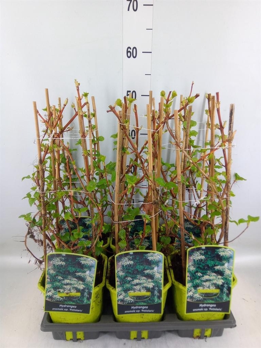 <h4>Hydrangea mac.</h4>