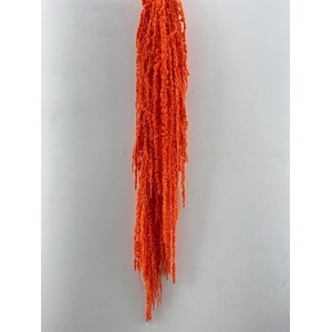 Pres Amaranthus Caud Orange Bunch