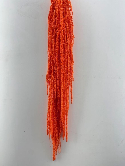 <h4>Pres Amaranthus Caud Orange Bunch</h4>