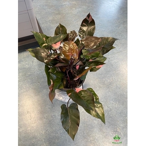 Philodendron Pink Princess 35Ø 100cm