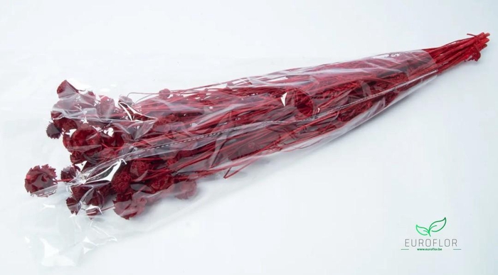 DRIED FLOWERS - WILD SCABIOSA PRESERVED BORDEAUX