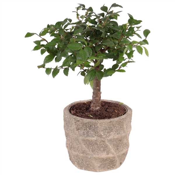 <h4>Bonsai Mixed ø12cm in ø14cm Deep Forest Nº366</h4>