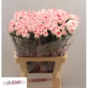 DI ST PASTEL DAMASCU