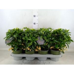 Ardisia crenata 'Bos Premium White'