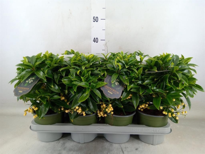 <h4>Ardisia crenata 'Bos Premium White'</h4>