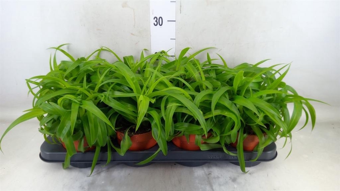 <h4>Chlorophytum com. 'Green Bonnie'</h4>