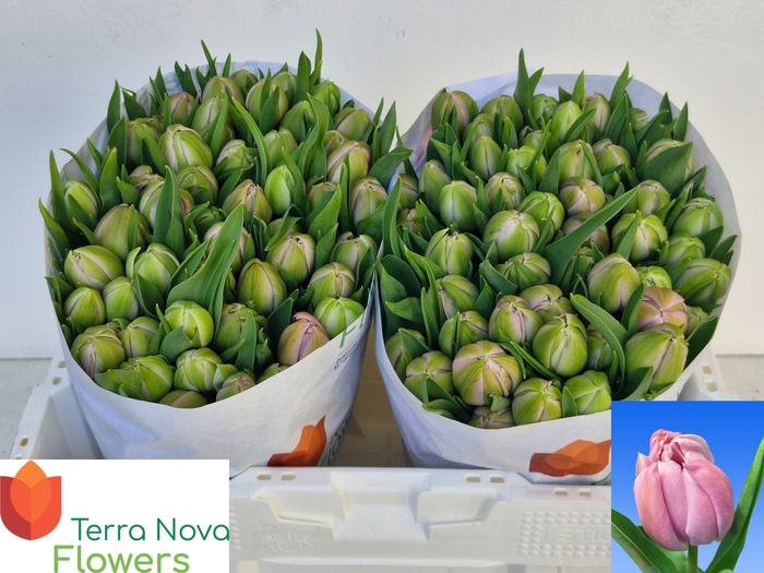 <h4>TU DU KATINKA</h4>