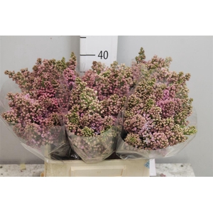 Syr V Lavaliensis 4+