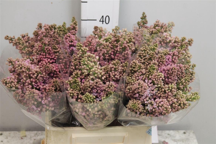 <h4>Syr V Lavaliensis 4+</h4>