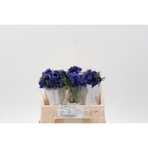ANEM CO FULLSTAR BLUE