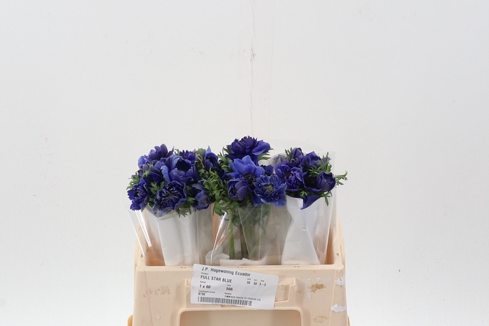 <h4>ANEM CO FULLSTAR BLUE</h4>