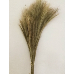 DRIED FLOWERS - FOX TAIL NATURAL 250GR