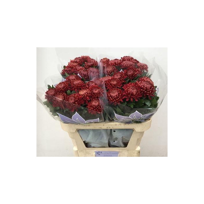 <h4>Chr G Bigoudi Red</h4>