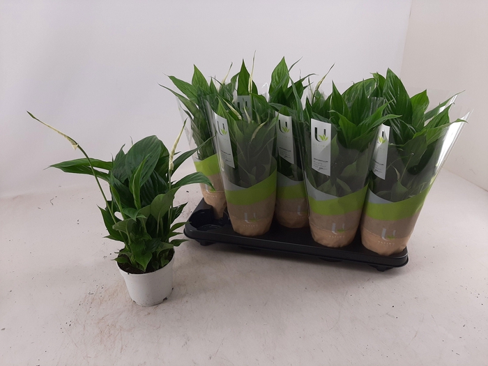 <h4>SPATH BELLINI</h4>