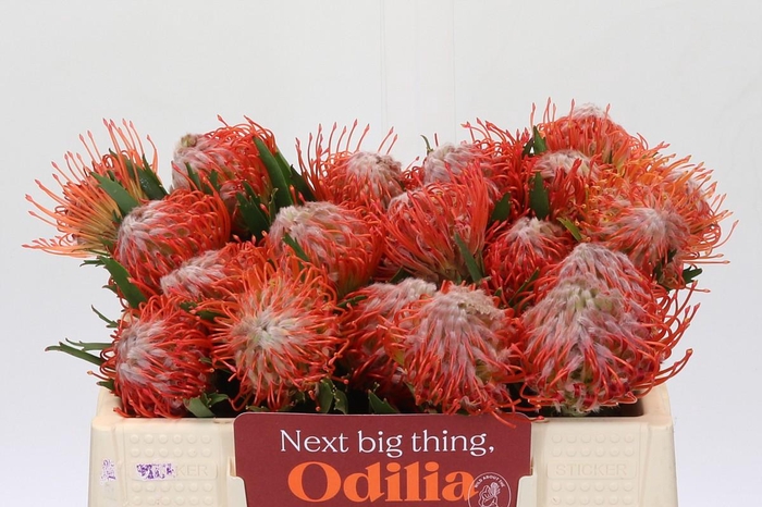 <h4>Nutans Tango</h4>