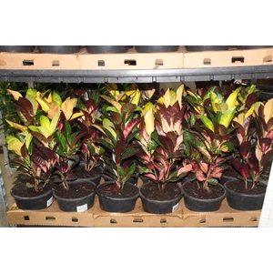 CROTON HIBRIDO VARIADO P19