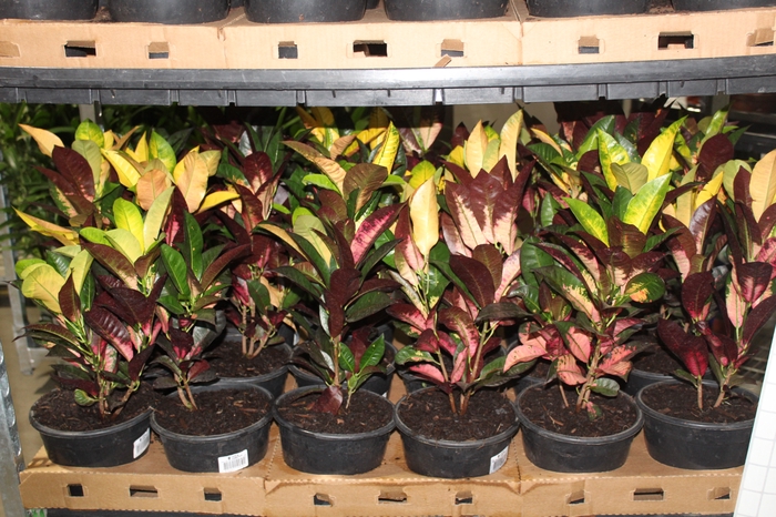 <h4>CROTON HIBRIDO VARIADO P19</h4>