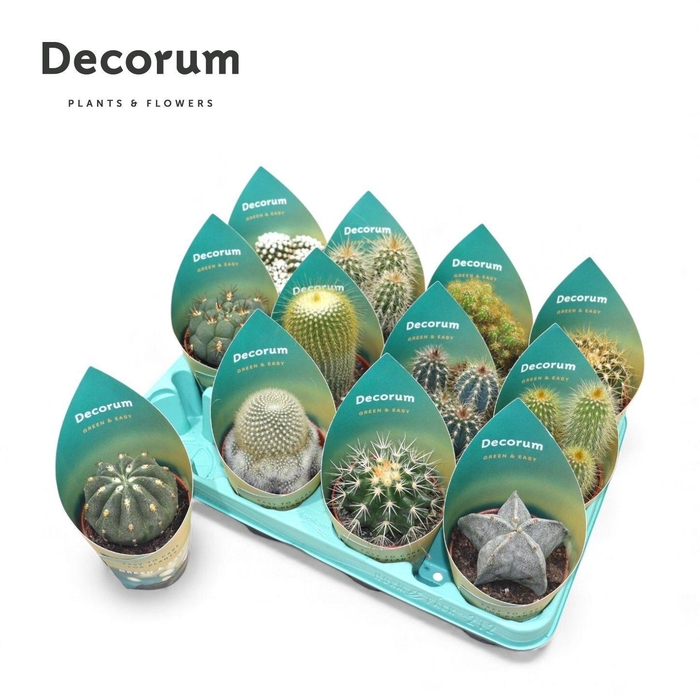 <h4>CACTUS GEM</h4>