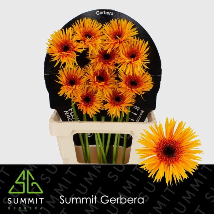 <h4>Gerbera Spider Claudemir Flowerracket</h4>