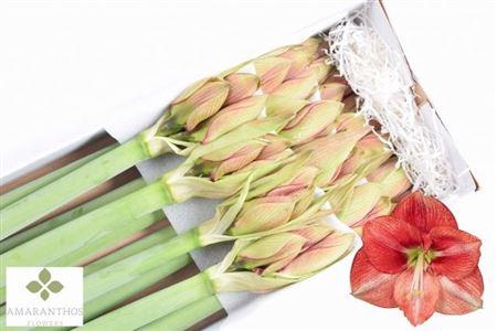 <h4>Hipp Ga Coral Flame X12</h4>