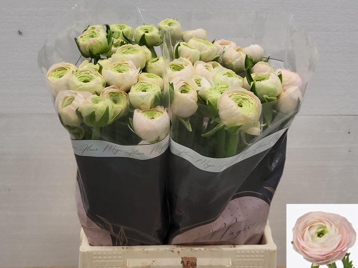 <h4>RAN REAL MARLEENE</h4>