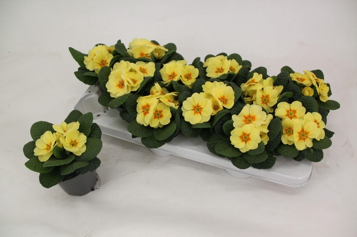 <h4>Primula ac. 'Cairo Cream Yellow'</h4>