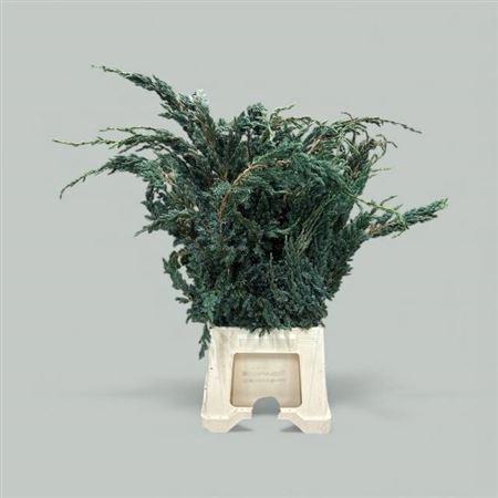<h4>Juniperus Squamata Meyeri</h4>