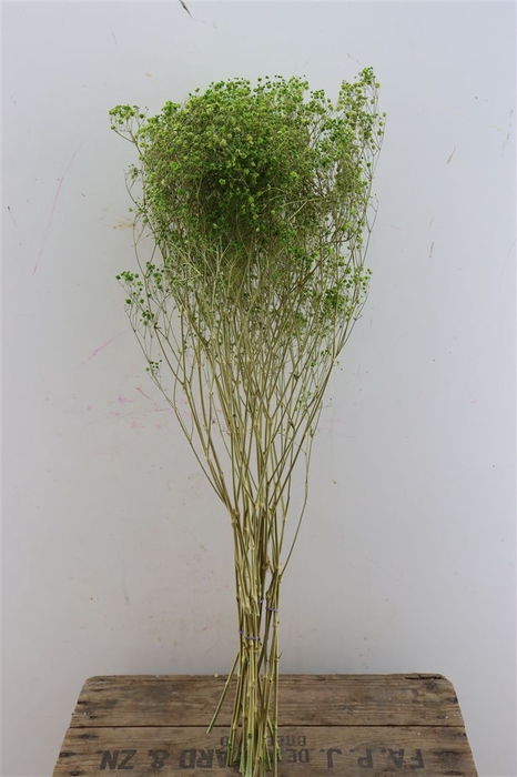 Dried Gyps Green Bunch