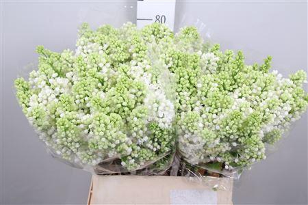 <h4>Syr V Mme Fl Stepman 2+</h4>