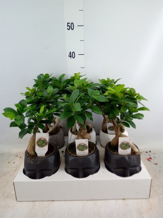 <h4>Ficus microcarpa 'Ginseng'</h4>