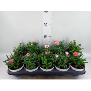 Dianthus  'Oscar'   ...mix